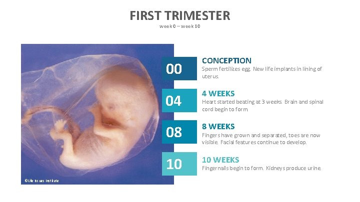 FIRST TRIMESTER week 0 – week 10 ©Life Issues Institute 00 CONCEPTION 04 4