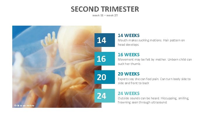 SECOND TRIMESTER week 11 – week 25 ©Life Issues Institute 14 14 WEEKS 16