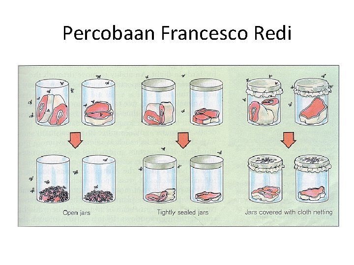 Percobaan Francesco Redi 