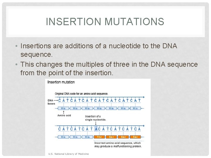 INSERTION MUTATIONS • Insertions are additions of a nucleotide to the DNA sequence. •