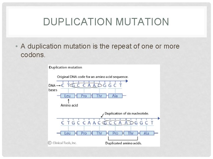 DUPLICATION MUTATION • A duplication mutation is the repeat of one or more codons.