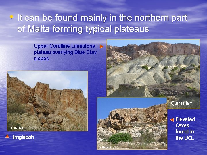  • It can be found mainly in the northern part of Malta forming