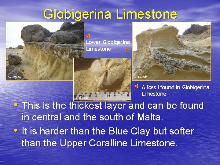Globigerina Limestone Lower Globigerina Limestone S. Bajada A fossil found in Globigerina Limestone •