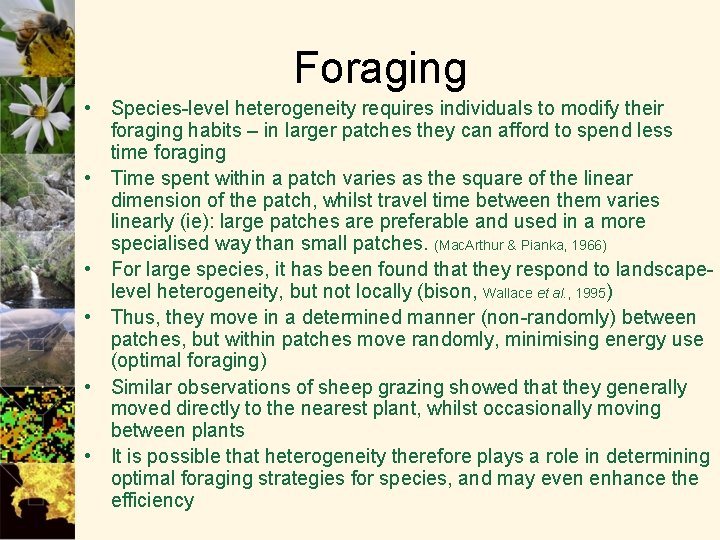 Foraging • Species-level heterogeneity requires individuals to modify their foraging habits – in larger