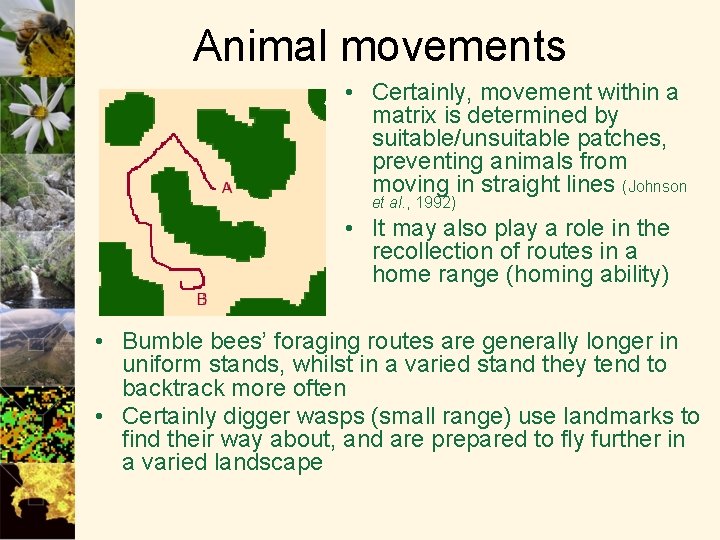 Animal movements • Certainly, movement within a matrix is determined by suitable/unsuitable patches, preventing