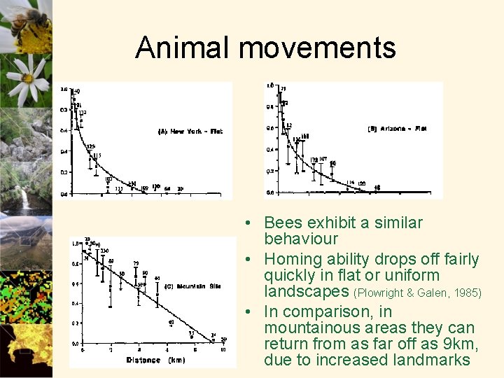 Animal movements • Bees exhibit a similar behaviour • Homing ability drops off fairly