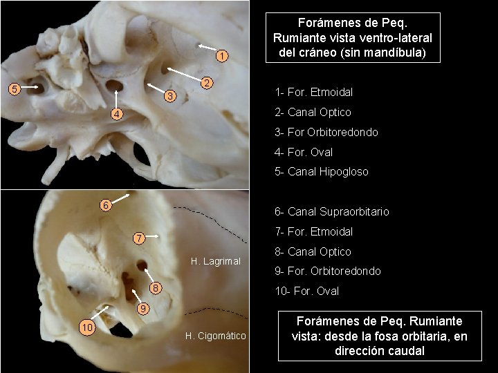 1 2 5 3 Forámenes de Peq. Rumiante vista ventro-lateral del cráneo (sin mandíbula)