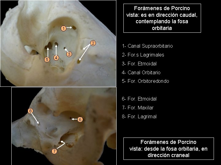 Forámenes de Porcino vista: es en dirección caudal, contemplando la fosa orbitaria 1 2