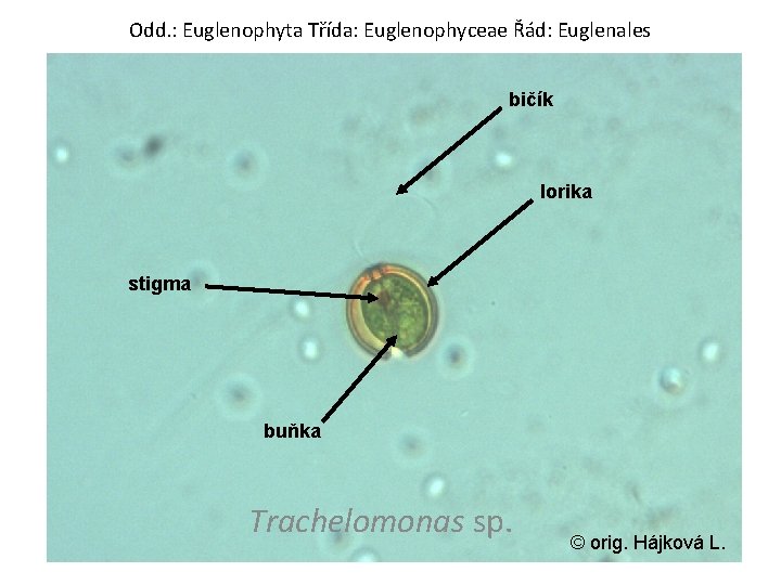 Odd. : Euglenophyta Třída: Euglenophyceae Řád: Euglenales bičík lorika stigma buňka Trachelomonas sp. ©