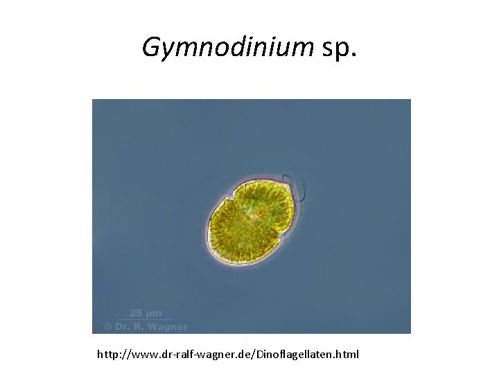 Gymnodinium sp. http: //www. dr-ralf-wagner. de/Dinoflagellaten. html 