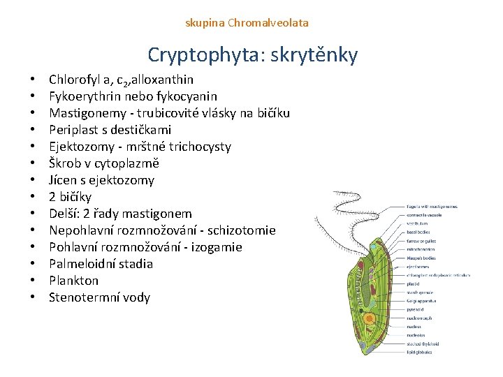 skupina Chromalveolata Cryptophyta: skrytěnky • • • • Chlorofyl a, c 2, alloxanthin Fykoerythrin