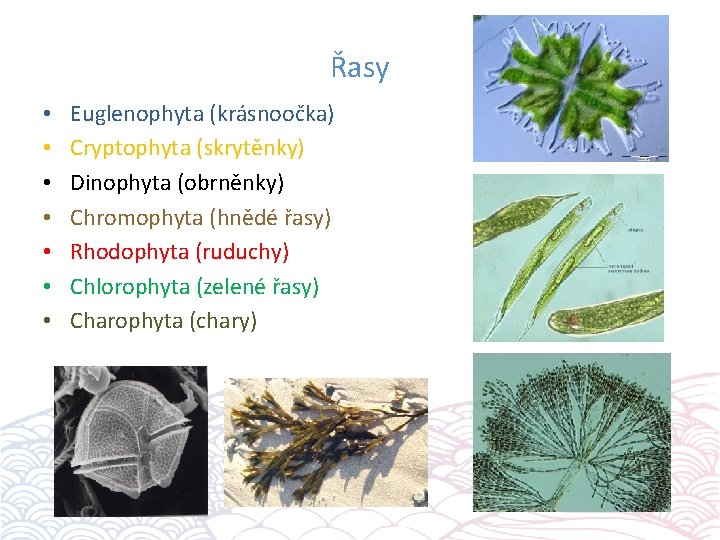 Řasy • • Euglenophyta (krásnoočka) Cryptophyta (skrytěnky) Dinophyta (obrněnky) Chromophyta (hnědé řasy) Rhodophyta (ruduchy)