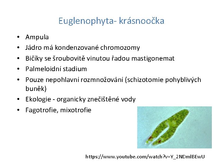 Euglenophyta- krásnoočka Ampula Jádro má kondenzované chromozomy Bičíky se šroubovitě vinutou řadou mastigonemat Palmeloidní