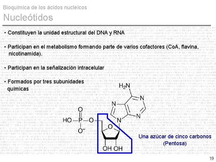 Bioquímica de los ácidos nucleícos Nucleótidos • Constituyen la unidad estructural del DNA y