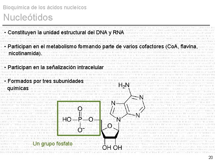 Bioquímica de los ácidos nucleícos Nucleótidos • Constituyen la unidad estructural del DNA y