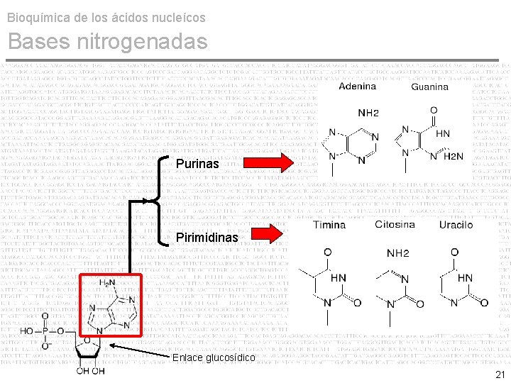 Bioquímica de los ácidos nucleícos Bases nitrogenadas Purinas Pirimidinas Enlace glucosídico 21 