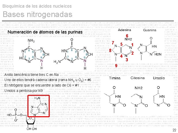 Bioquímica de los ácidos nucleícos Bases nitrogenadas Numeración de átomos de las purinas 6