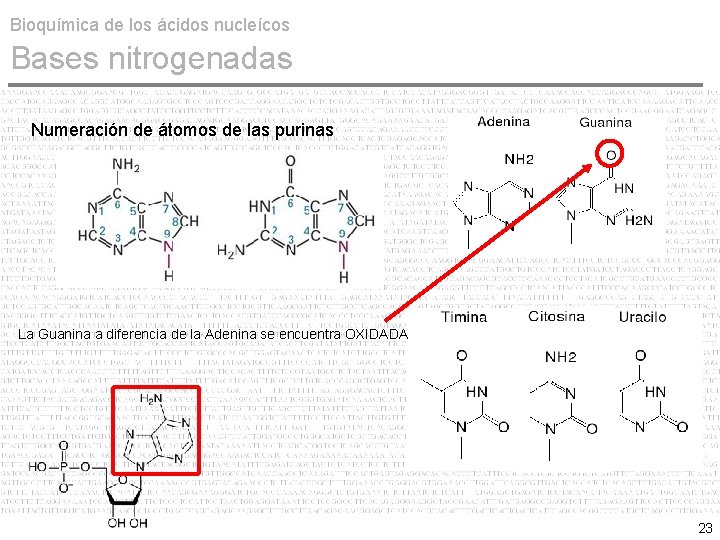 Bioquímica de los ácidos nucleícos Bases nitrogenadas Numeración de átomos de las purinas La