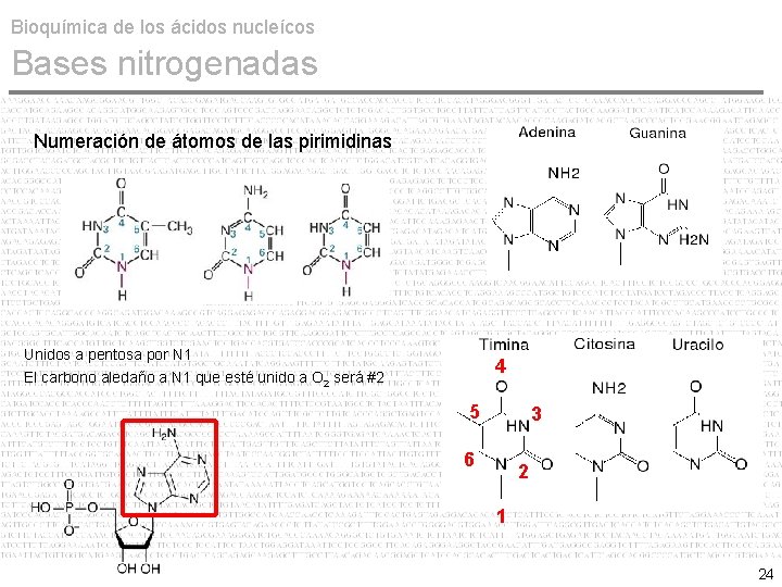 Bioquímica de los ácidos nucleícos Bases nitrogenadas Numeración de átomos de las pirimidinas Unidos