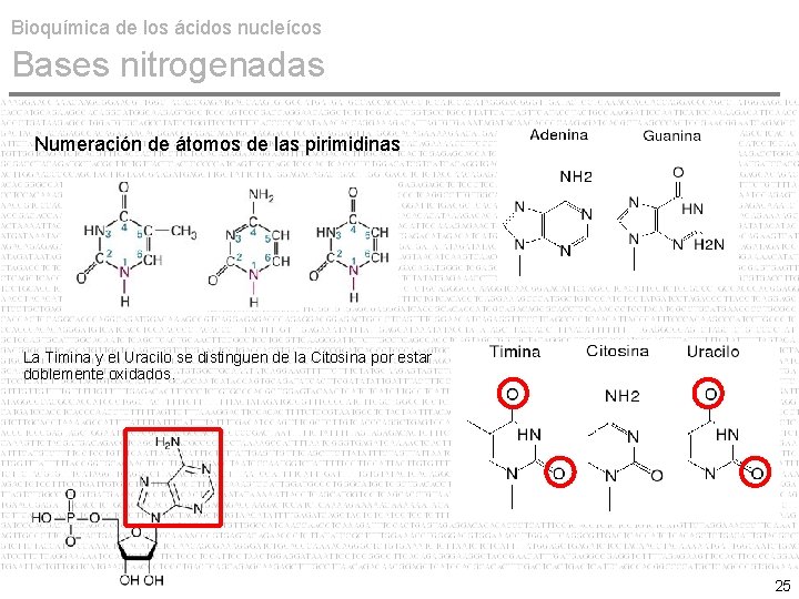 Bioquímica de los ácidos nucleícos Bases nitrogenadas Numeración de átomos de las pirimidinas La