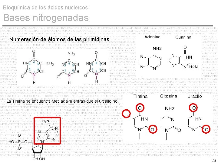 Bioquímica de los ácidos nucleícos Bases nitrogenadas Numeración de átomos de las pirimidinas La