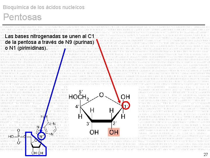 Bioquímica de los ácidos nucleícos Pentosas Las bases nitrogenadas se unen al C 1