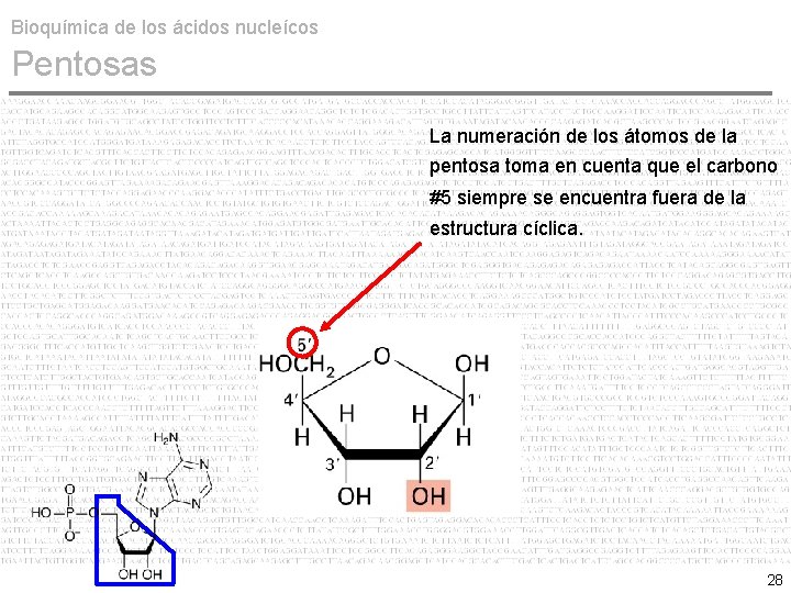 Bioquímica de los ácidos nucleícos Pentosas La numeración de los átomos de la pentosa