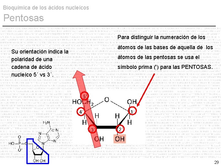 Bioquímica de los ácidos nucleícos Pentosas Para distinguir la numeración de los Su orientación