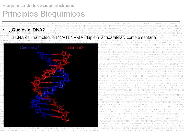 Bioquímica de los ácidos nucleícos Principios Bioquímicos • ¿Qué es el DNA? El DNA