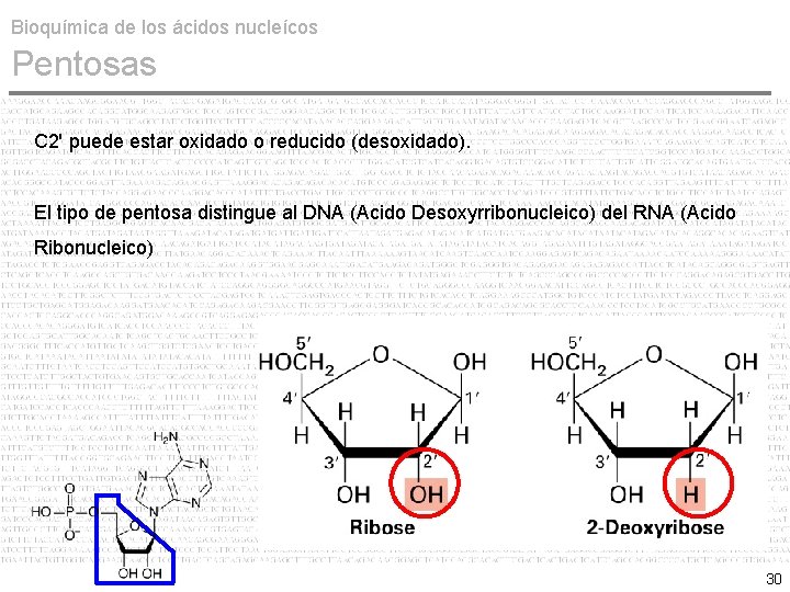 Bioquímica de los ácidos nucleícos Pentosas C 2' puede estar oxidado o reducido (desoxidado).