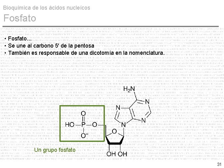 Bioquímica de los ácidos nucleícos Fosfato • Fosfato. . . • Se une al