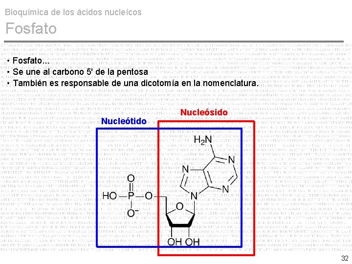 Bioquímica de los ácidos nucleícos Fosfato • Fosfato. . . • Se une al