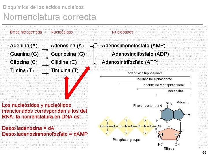 Bioquímica de los ácidos nucleícos Nomenclatura correcta Base nitrogenada Nucleósidos Adenina (A) Adenosina (A)