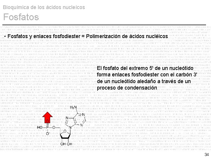 Bioquímica de los ácidos nucleícos Fosfatos • Fosfatos y enlaces fosfodiester = Polimerización de