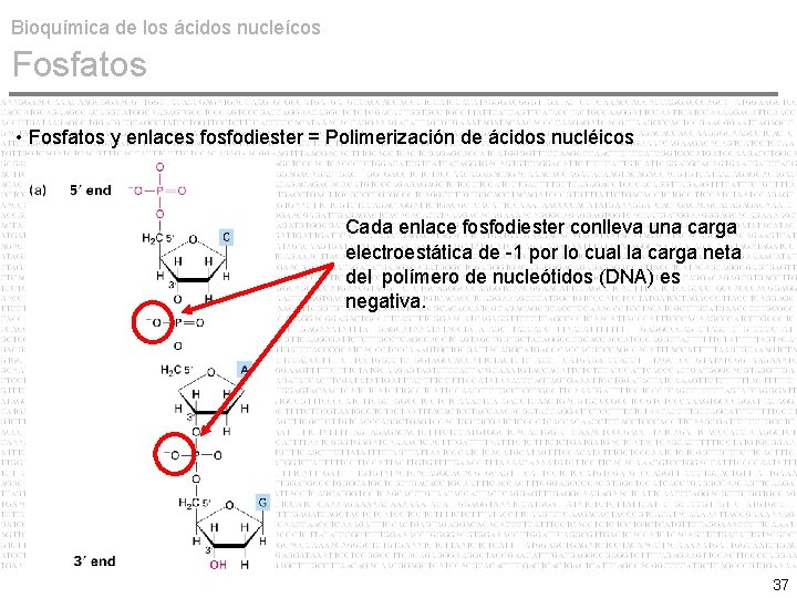 Bioquímica de los ácidos nucleícos Fosfatos • Fosfatos y enlaces fosfodiester = Polimerización de