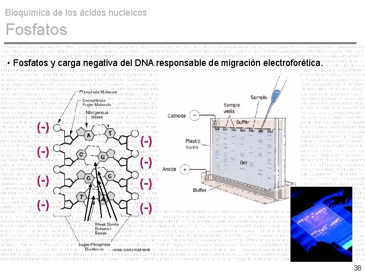 Bioquímica de los ácidos nucleícos Fosfatos • Fosfatos y carga negativa del DNA responsable