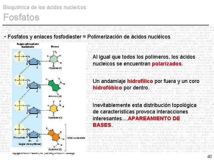 Bioquímica de los ácidos nucleícos Fosfatos • Fosfatos y enlaces fosfodiester = Polimerización de