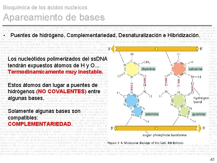 Bioquímica de los ácidos nucleícos Apareamiento de bases • Puentes de hidrógeno, Complementariedad, Desnaturalización