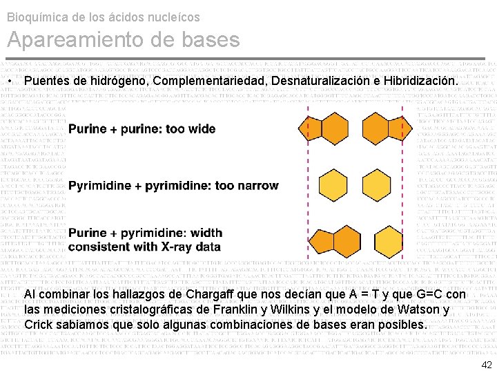 Bioquímica de los ácidos nucleícos Apareamiento de bases • Puentes de hidrógeno, Complementariedad, Desnaturalización