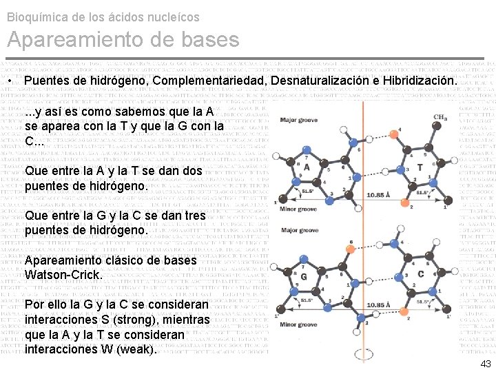 Bioquímica de los ácidos nucleícos Apareamiento de bases • Puentes de hidrógeno, Complementariedad, Desnaturalización