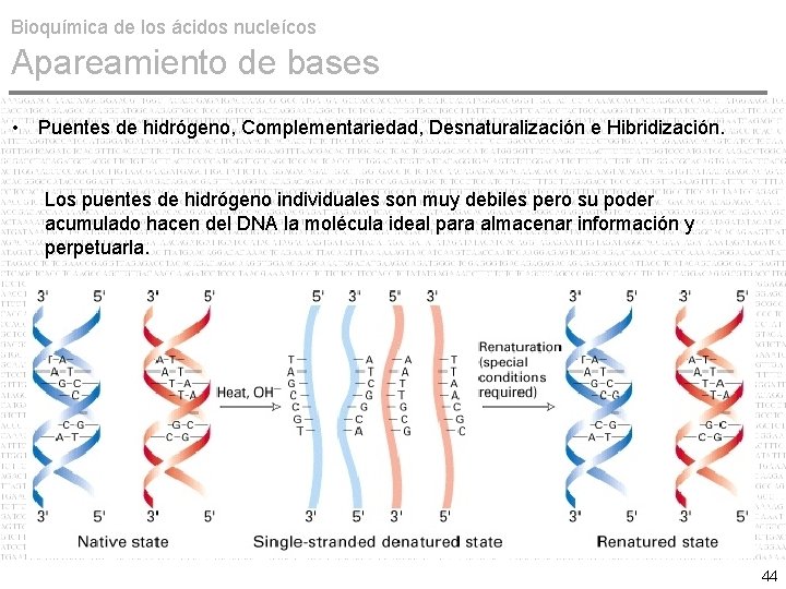 Bioquímica de los ácidos nucleícos Apareamiento de bases • Puentes de hidrógeno, Complementariedad, Desnaturalización