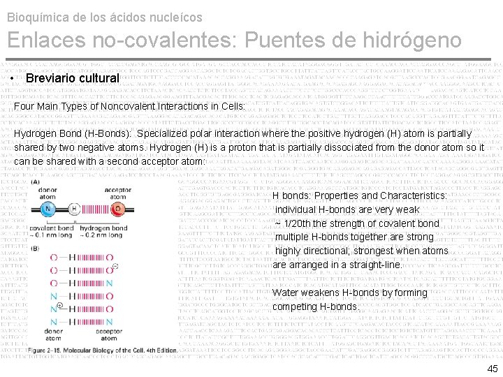 Bioquímica de los ácidos nucleícos Enlaces no-covalentes: Puentes de hidrógeno • Breviario cultural Four