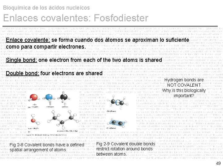 Bioquímica de los ácidos nucleícos Enlaces covalentes: Fosfodiester Enlace covalente: se forma cuando dos