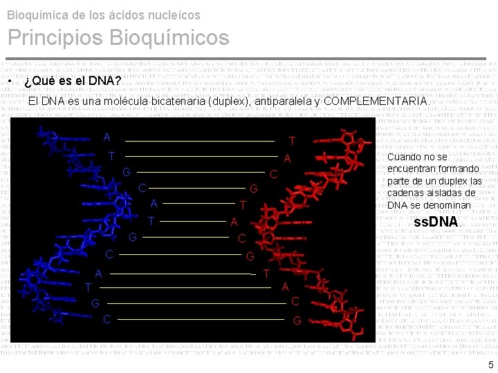 Bioquímica de los ácidos nucleícos Principios Bioquímicos • ¿Qué es el DNA? El DNA