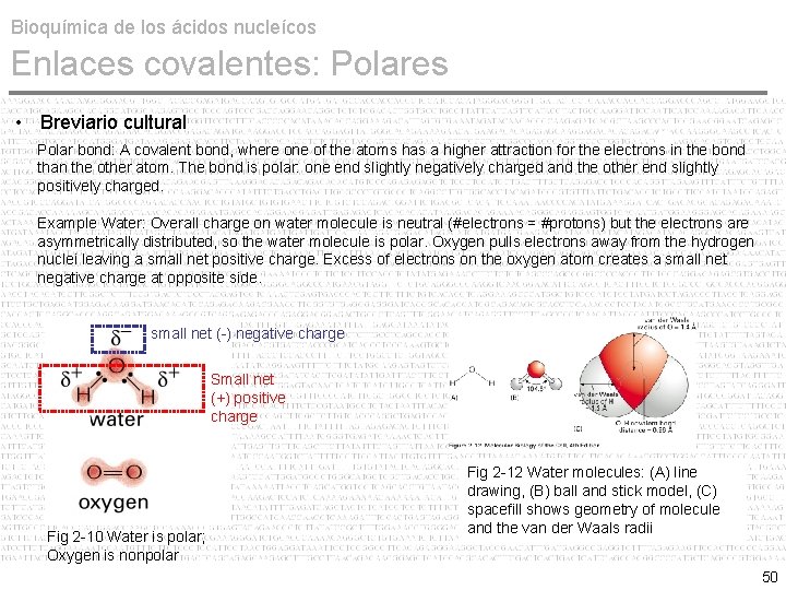 Bioquímica de los ácidos nucleícos Enlaces covalentes: Polares • Breviario cultural Polar bond: A