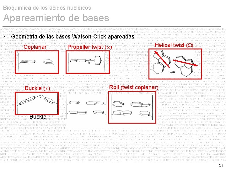 Bioquímica de los ácidos nucleícos Apareamiento de bases • Geometria de las bases Watson-Crick