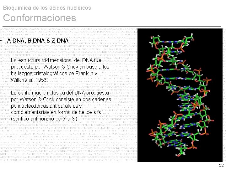 Bioquímica de los ácidos nucleícos Conformaciones • A DNA, B DNA & Z DNA