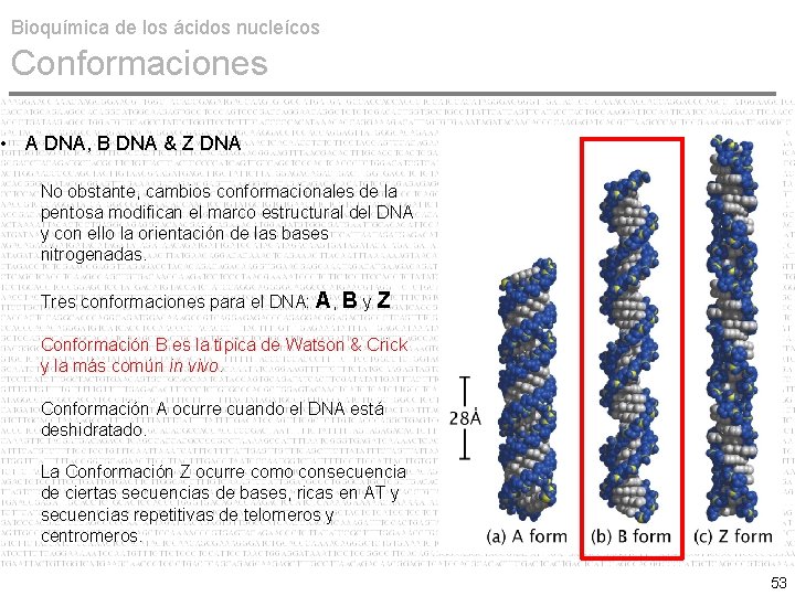 Bioquímica de los ácidos nucleícos Conformaciones • A DNA, B DNA & Z DNA