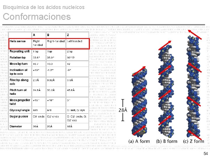 Bioquímica de los ácidos nucleícos Conformaciones 54 