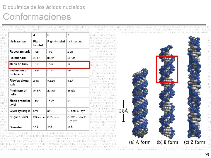 Bioquímica de los ácidos nucleícos Conformaciones 56 